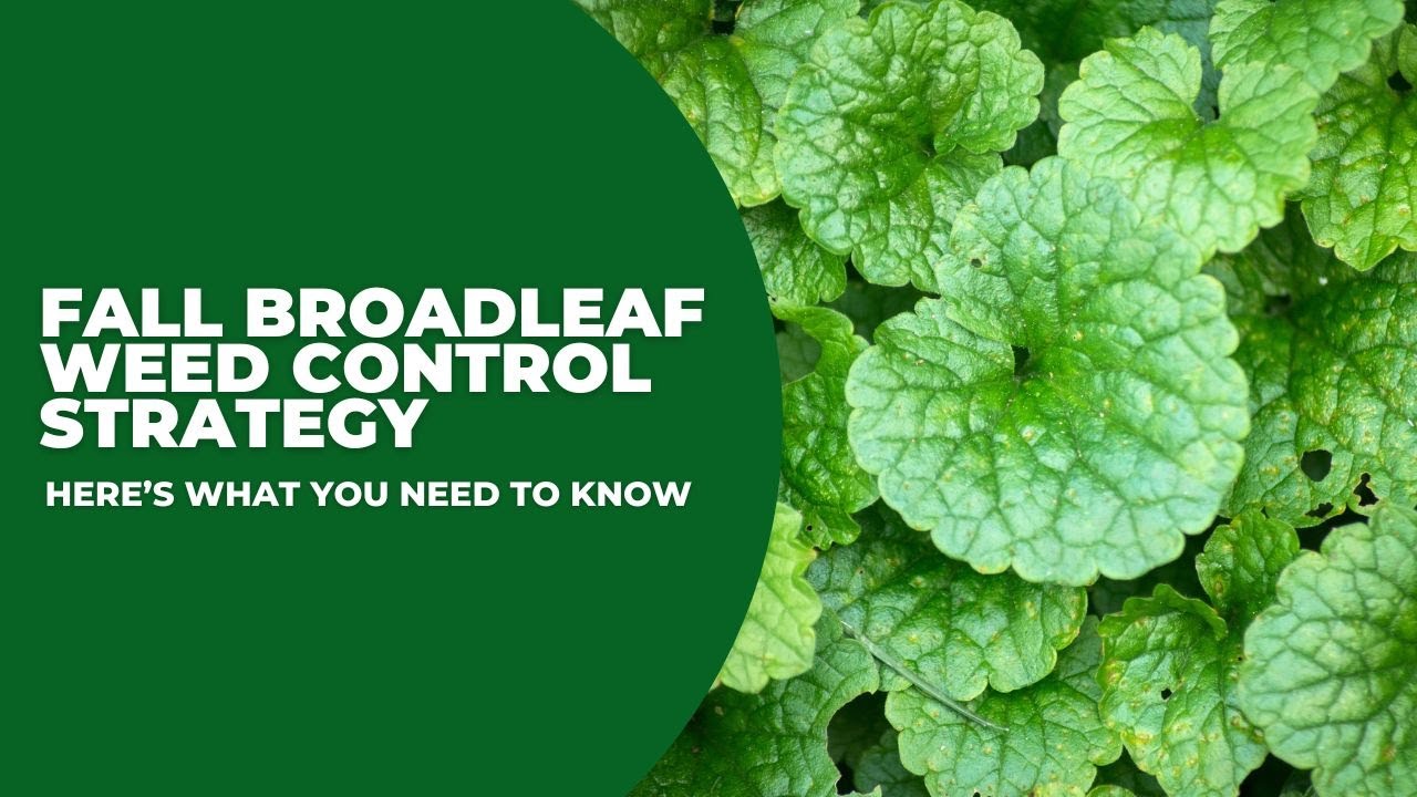 Fall Broadleaf Weed Control Strategy
