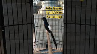 Download lagu Murai batu isian kenari panjang #muraibatu #muraibatuisian #muraibatugacor mp3