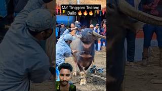 Download lagu Ma' Tinggoro Tedong Ballo 😭🙏 #shortvideo #shorts mp3 Download lagu Ma' Tinggoro Tedong Ballo 😭🙏 #shortvideo #shorts mp3