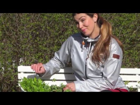 Odla i kruka i trädgården, på balkongen eller terassen -så här gör du!