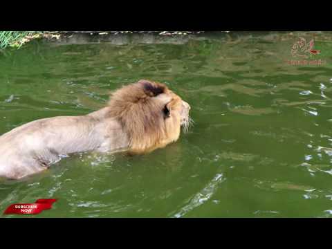 NEHRU ZOO HYDERABAD - 4kUHD Video