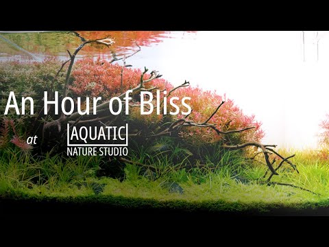 An Hour of Bliss - Relaxing 4k Aquarium (60P) Viewing