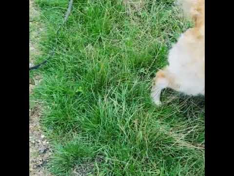 Alices Adventures video.