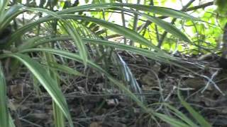 preview picture of video 'Megapode bird, Kavieng, PNG'