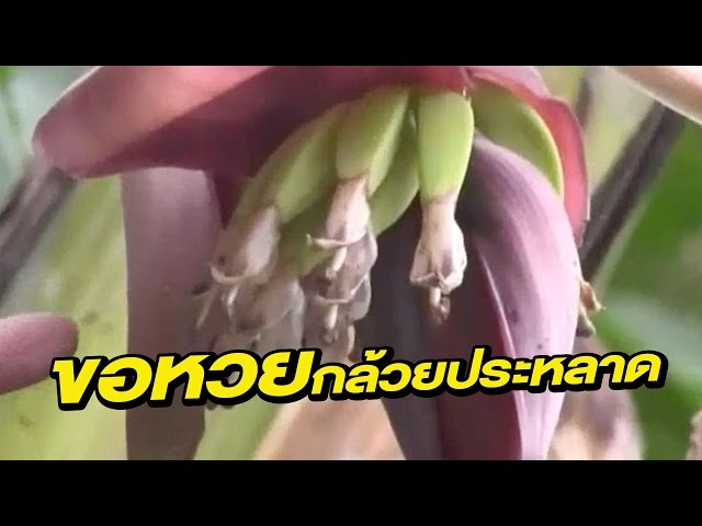 ขอหวยกล้วยประหลาด | 31-03-60 | ข่าวเช้าสดใส