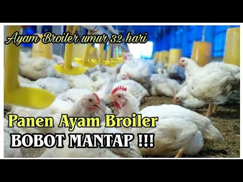 , title : 'Bobot Mantapp !! Proses panen ayam broiler di kandang ayam close house'
