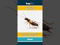 earwig - a small insect with pincers... video thumbnail