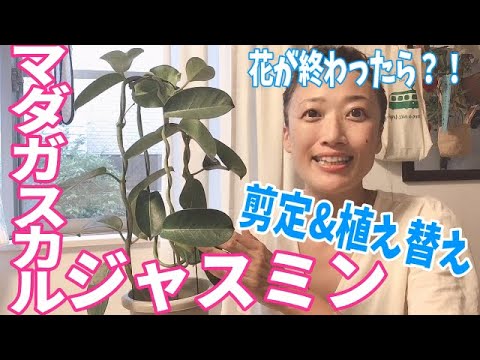 園芸 アラビアン ジャスミン、サンバック ジャスミン