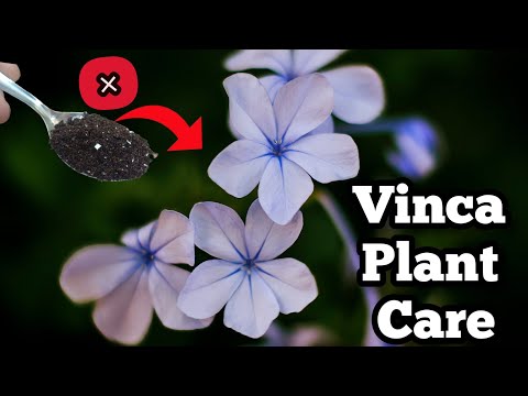 , title : 'Vinca Plant Care in Winter - Vinca Plant Care Tips - The Small Story.'
