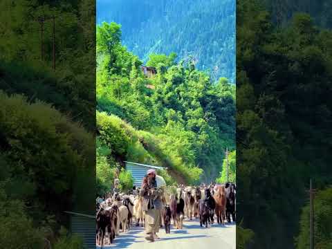 Pahadon ki wadi Himachal Pradesh