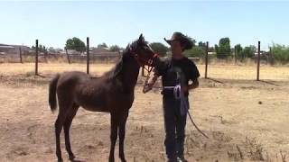 Teaching The Foal How To Lead, Mike Hughes, Auburn California