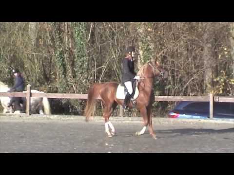 first contest of young Arabian horses