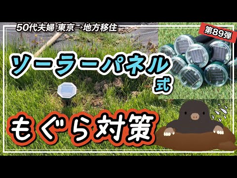 モグラに対してアンカーブド 2023