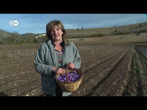 Fokus Europa: Rotes Gold - Safran-Ernte in den italienischen Abruzzen 09.12.2025