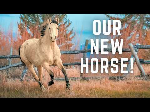 NEW HORSE! We Bought a STUNNING Buckskin Appaloosa