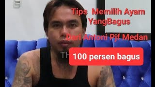 Download lagu Tips Memilih Ayam Yang Bagus Dari Antoni Medan mp3 Download lagu Tips Memilih Ayam Yang Bagus Dari Antoni Medan mp3