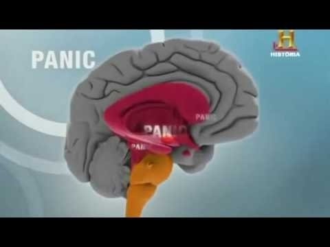 BBC Documentary 2017 - El impactante Cerebro Humano // Top Documentales