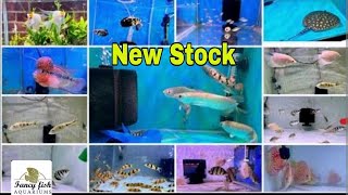 New Stock | Fancy Fish Aquarium Delhi