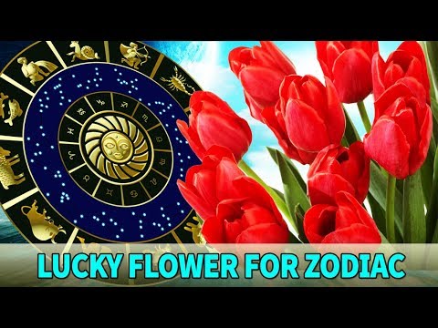 , title : 'Your Lucky Flower based on your Zodiac Signs - Know Everything