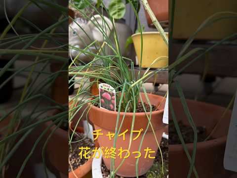 チャイブをスペードを使って分ける