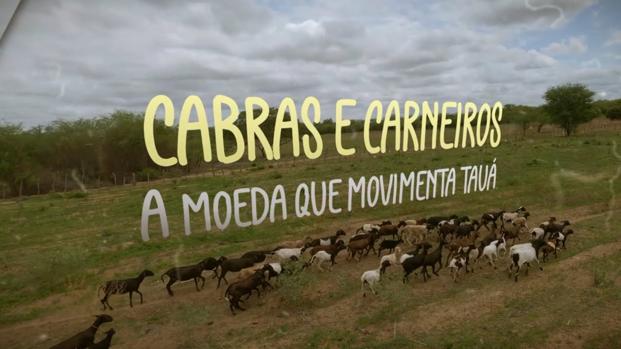 Cabras e Carneiros - A Moeda que Movimenta Tauá | Ep1