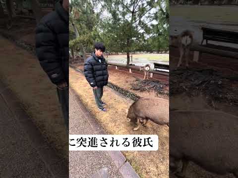 鹿に突進される彼氏#shorts
