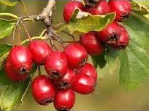 BIJELI GLOG (Crataegus) - CRVENE BOBICE ZA JAČANJE SRCA