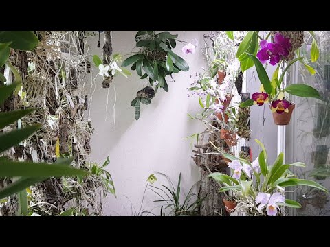 , title : '[난초 생방송 Ep.6] 월간지 취재 그리고 LED키우기 (Indoor plants with orchids)'