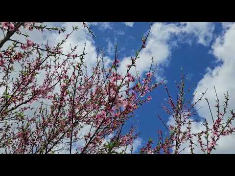 paj txiv dual NC tawj zoo nkauj 2024