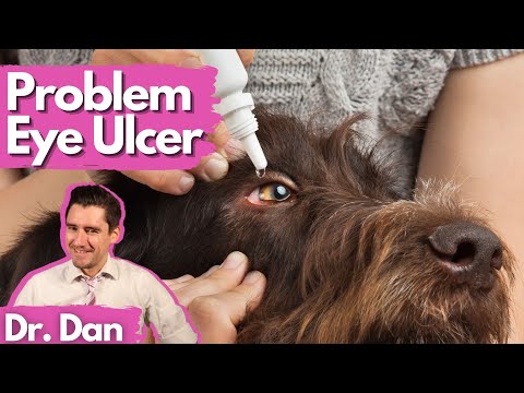 Dog Corneal Ulcer Not Healing!  Dr. Dan explains why and how to fix.