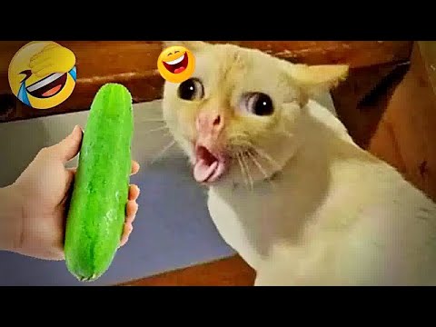 You Laugh You Lose😹🐕Funniest Dogs and Cats 2025😻🐈