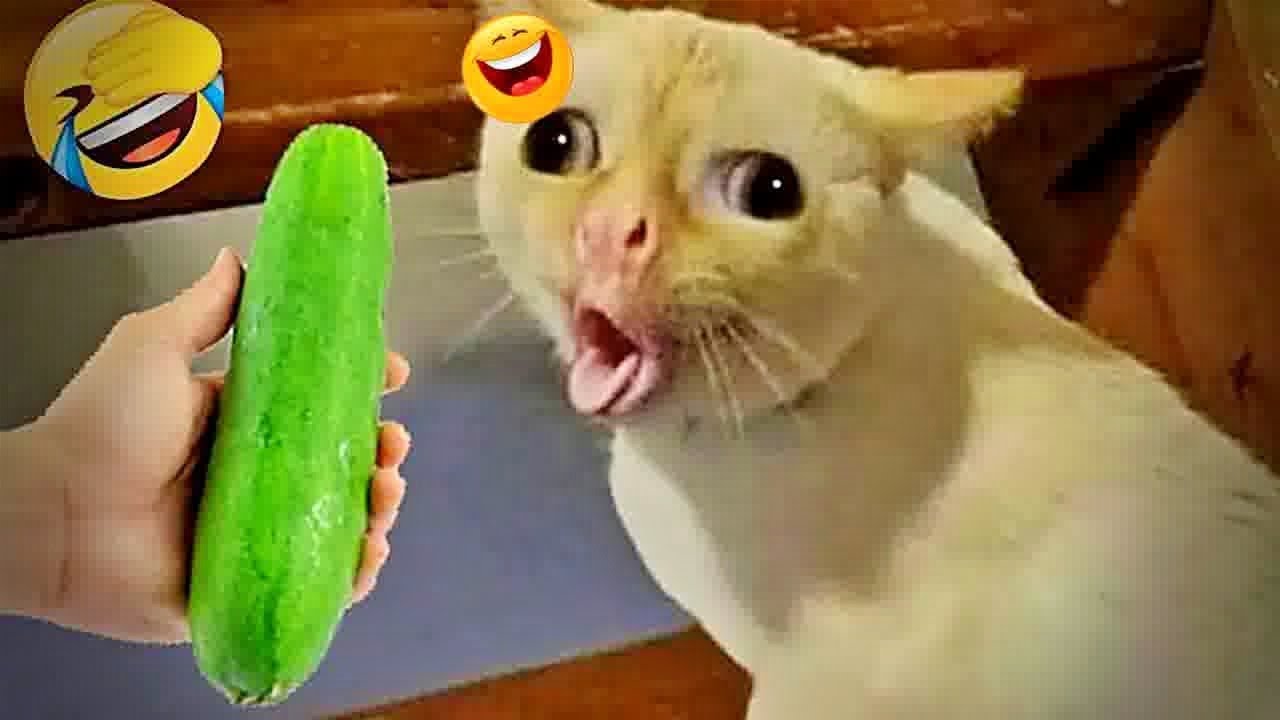 You Laugh You Lose😹🐕Funniest Dogs and Cats 2025😻🐈