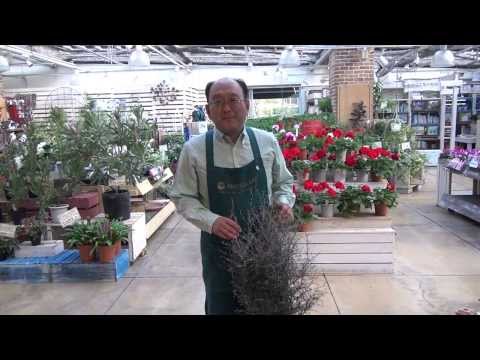 園芸 コトネアスター