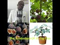 DREAM MEANING OF A FIG TREES AND IT SYMBOLISM