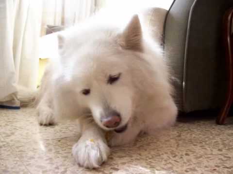 elga comiendo un hueso