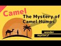 A Thorough Explanation Of Camel Humps Why Do They Have Humps What S Inside Them