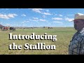 Horse Breeding Introductions Pasture Breeding