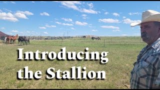 Horse Breeding Introductions | Pasture Breeding