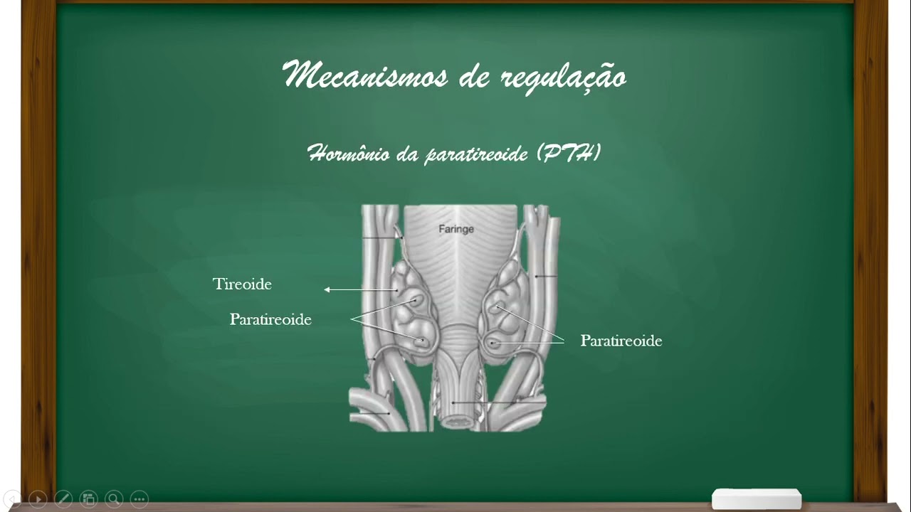 Aprendendo fisiologia: Metabolismo do cálcio (Guilherme Branco)