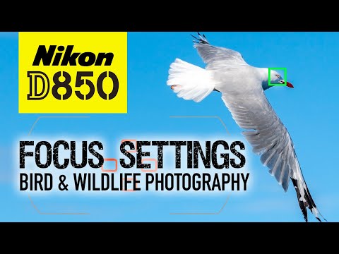 Nikon D850 | My Focus Settings | Bird & Wildlife Photography