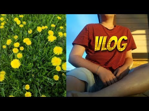 VLOG: ТАК СЕБЕ ПОМОЩНИК! /ВАРЕНЬЕ ИЗ ОДУВАНЧИКОВ!! 01.06.19