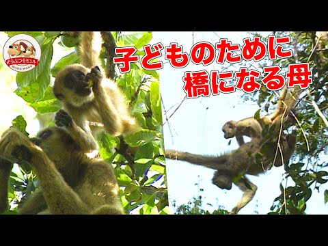 最も絶滅の危機に瀕しているサル - Lagothrix flavicauda