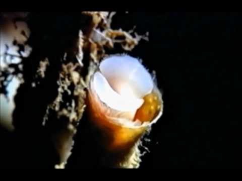 SOUNDTRACKS 12 - The Anointing (From "The Wicker Man")