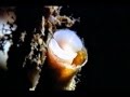 SOUNDTRACKS 12 - The Anointing (From "The Wicker Man")