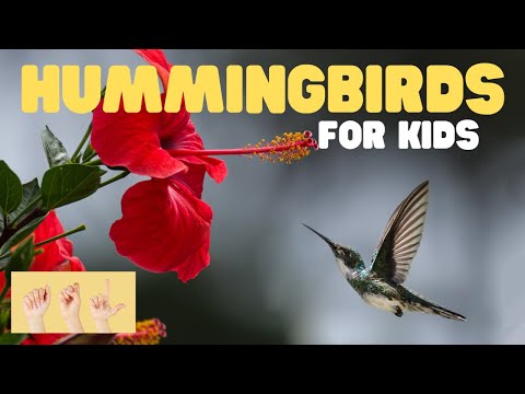 ASL Hummingbirds for Kids