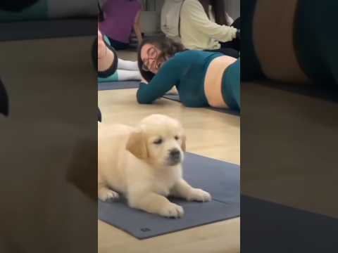 @subhendupoddar            #shorts