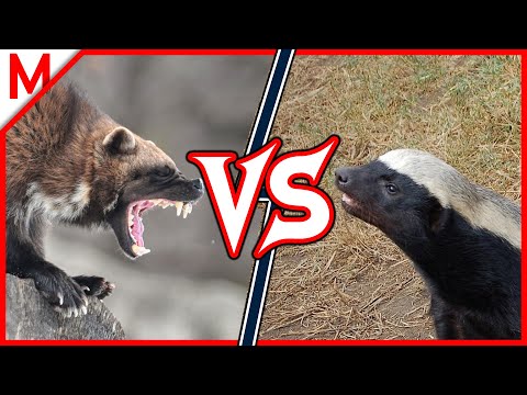 9💥Wolverine vs Honey Badger | +Lynx vs Snow Leopard winner