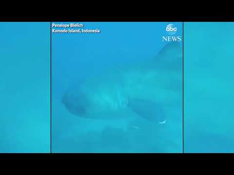 Nat Geo Animals Diver encounters rare megamouth shark