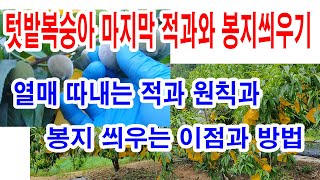 텃밭 복숭아 마지막 적과와 봉지 씌우기-열매 솎는 적과 원칙과 봉지씌우기 이점과 방법(복숭아재배, 복숭아적뢰…