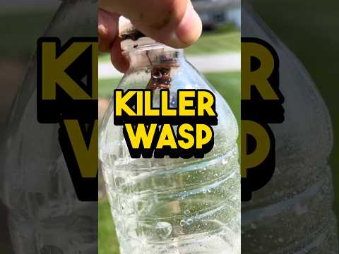 #cantbelieve what came out #cicada #killer #trending #satisfying #beforeandafter #insects #lawn #op